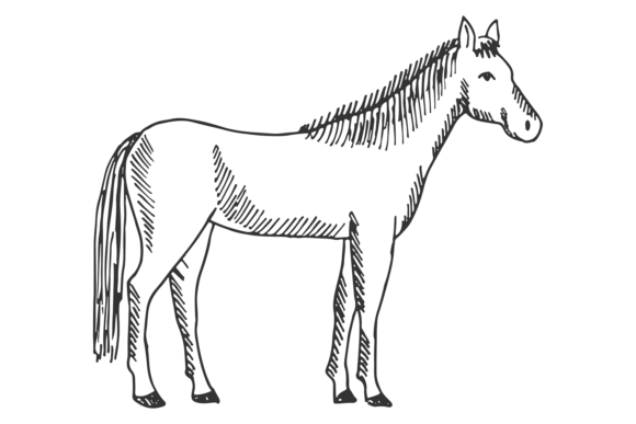 Horse Sketch: A Hand-Drawn Stallion for Farm & Brand Design